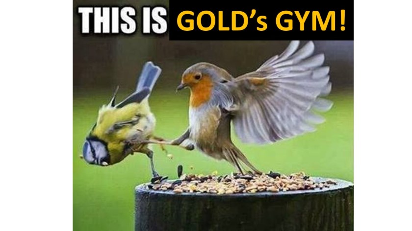 Gold's gym