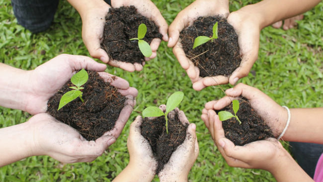 tree-planting-dont-use-in-pub.