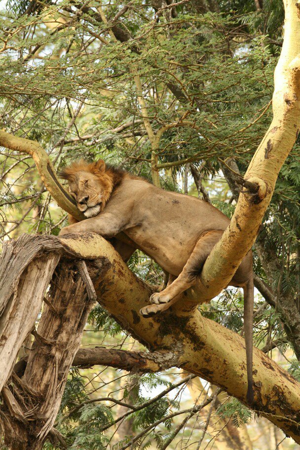sleeping lion